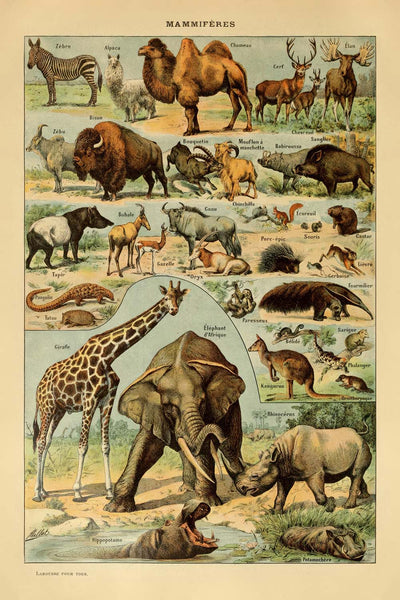 Mammals (1) by Adolphe Millot, 1890 - Hooved Animals, Marsupials