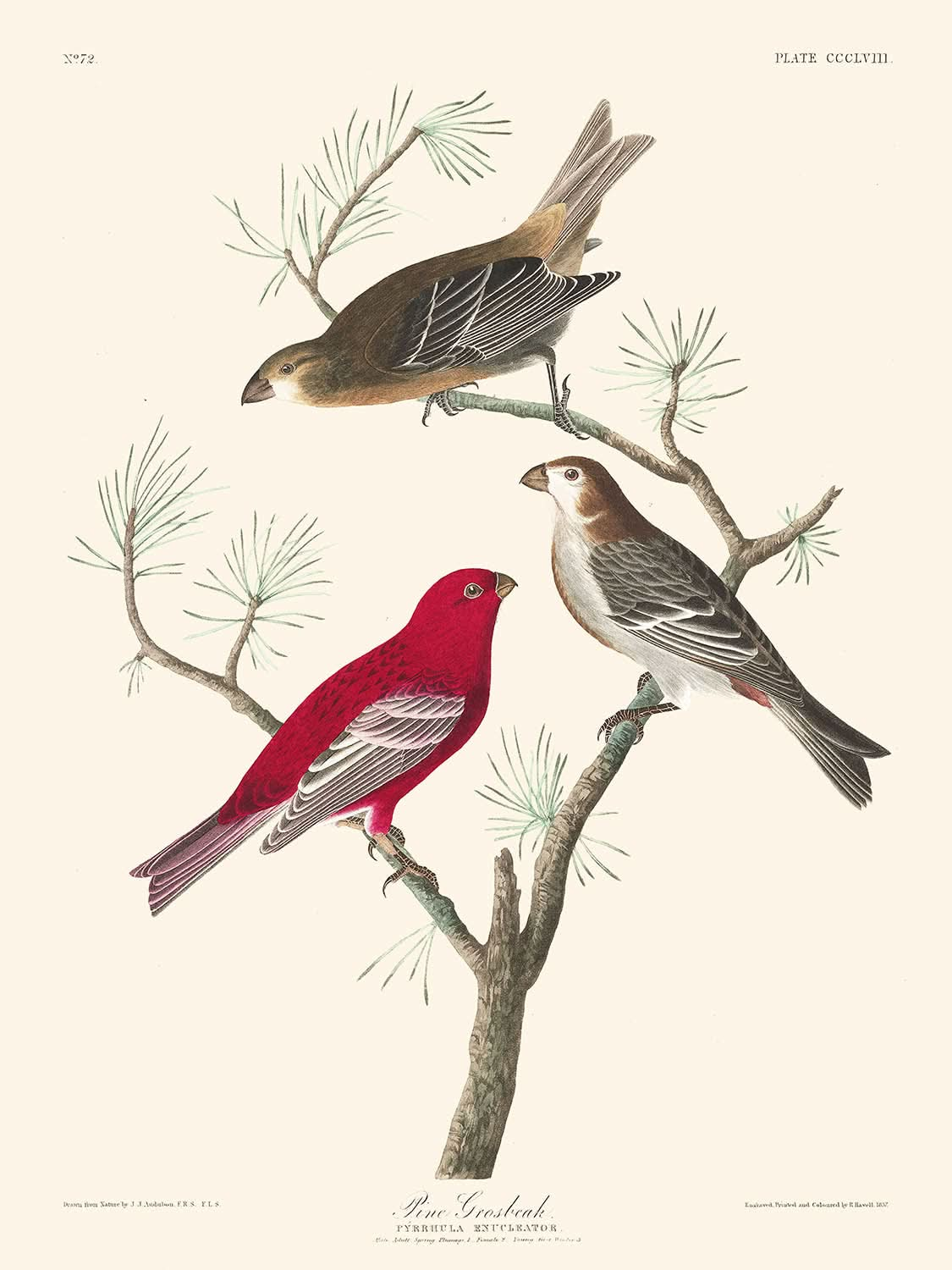 Picogrueso de pino, de John James Audubon, 1827