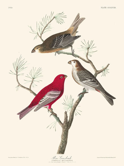 Hakengimpel von John James Audubon, 1827