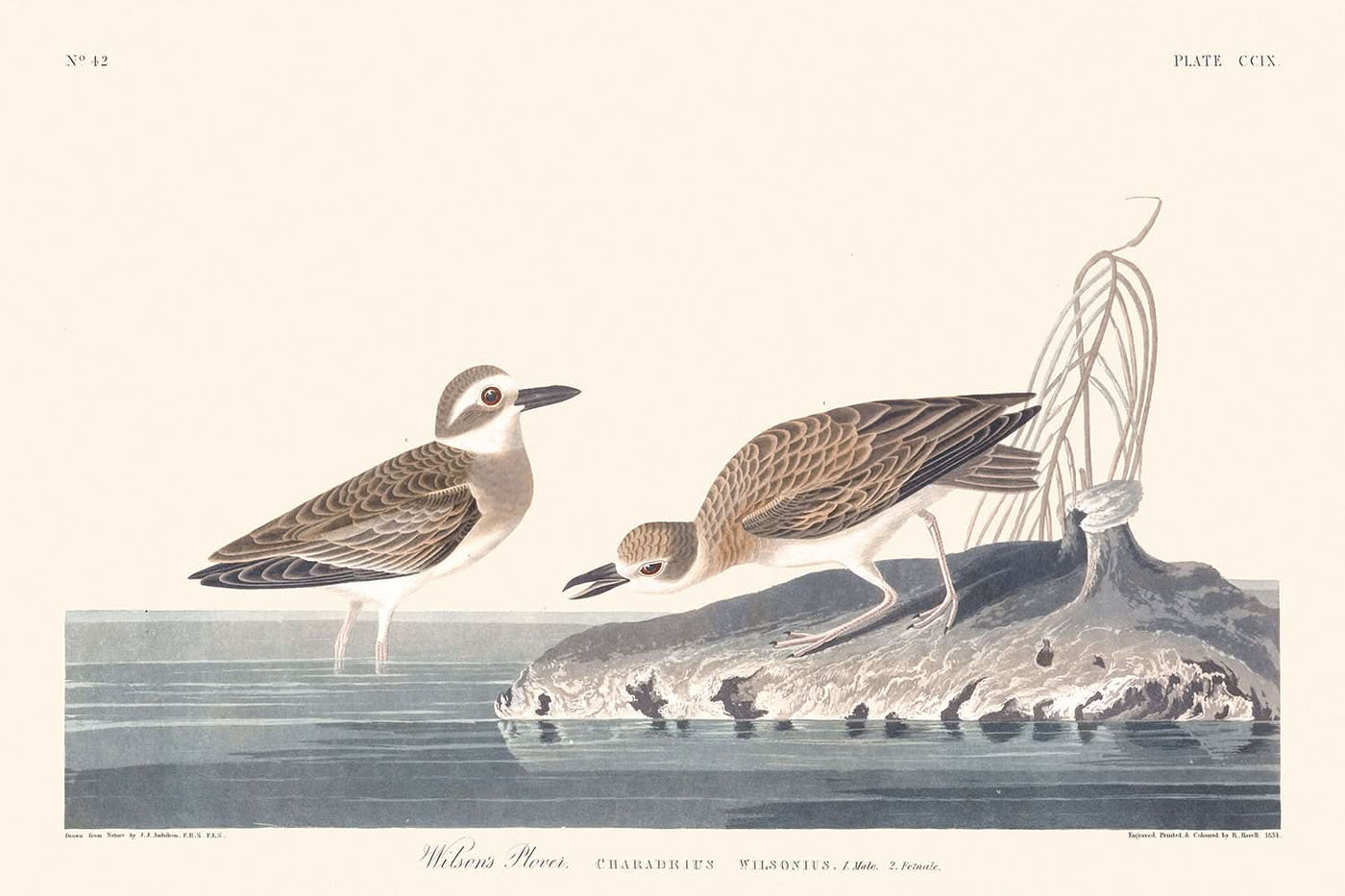 Wilson's Plover by John James Audubon, 1827