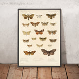 Moths (Lepidoptera: Heterocera, Plate 40) by Frederick DuCane Godman, 1879
