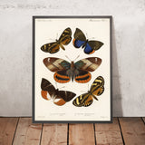Moths (Lepidoptera: Heterocera, Plate 2) by Frederick DuCane Godman, 1879