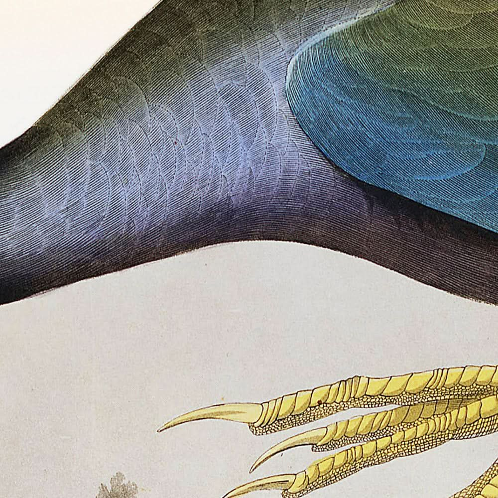 Purpurhuhn von John James Audubon, 1827