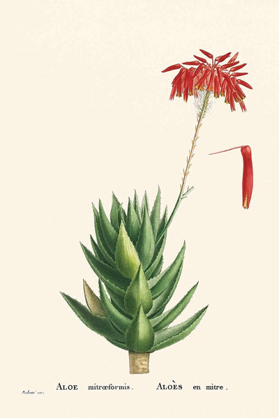 Mitra Aloe de Pierre-Joseph Redouté, 1802