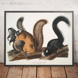 Fox Squirrel (Sciurus capistratus) by John Woodhouse Audubon, 1845