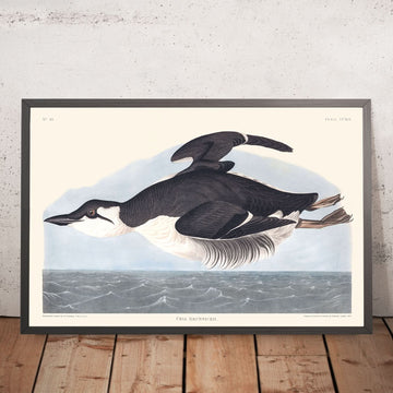 Uria Brunnichi di John James Audubon, 1827 