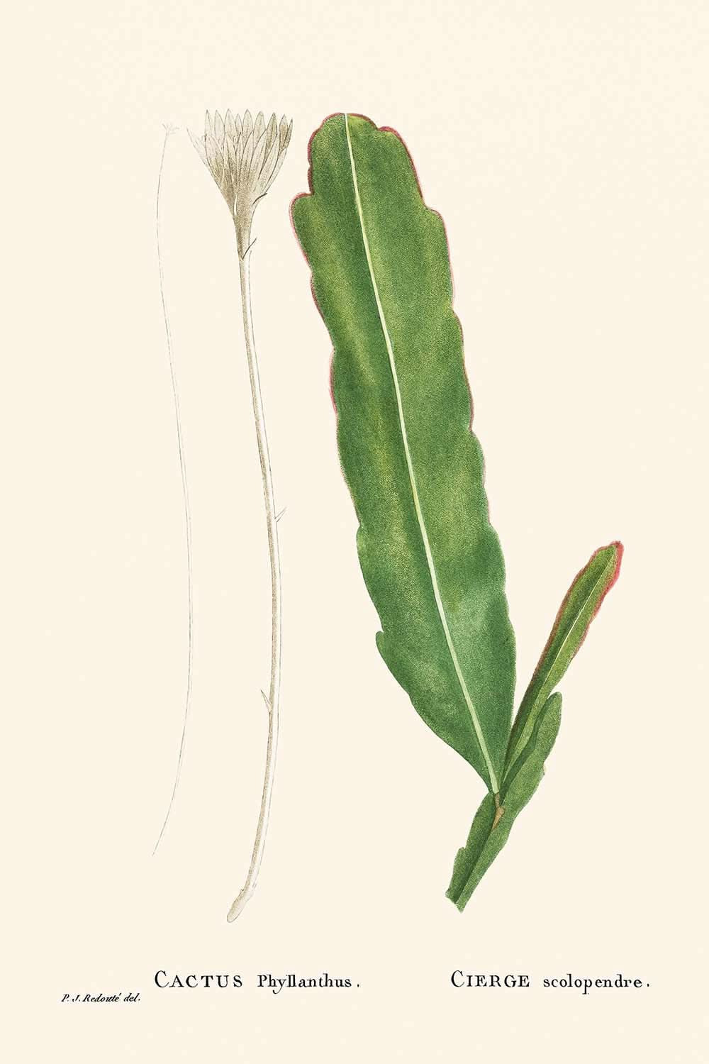 Climbing Cactus by Pierre-Joseph Redouté, 1802