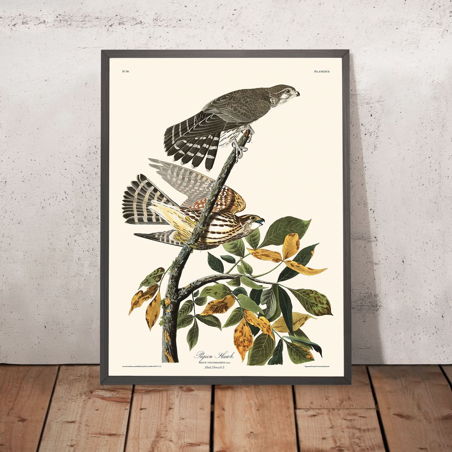 Pigeon Hawk by John James Audubon, 1827 – The Unique Maps Co.