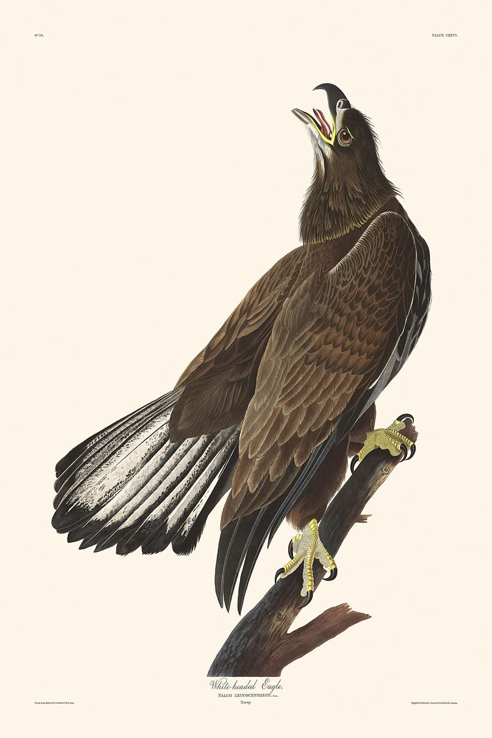 Águila de cabeza blanca, de John James Audubon, 1827