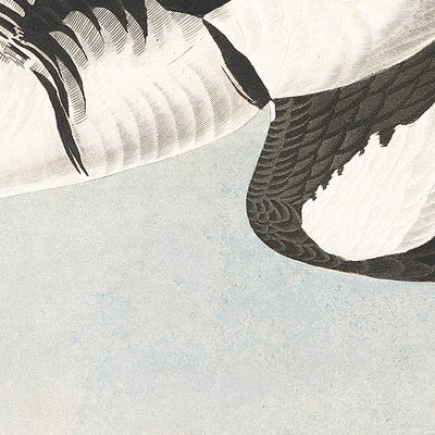 Smew, or White Nun by John James Audubon, 1827