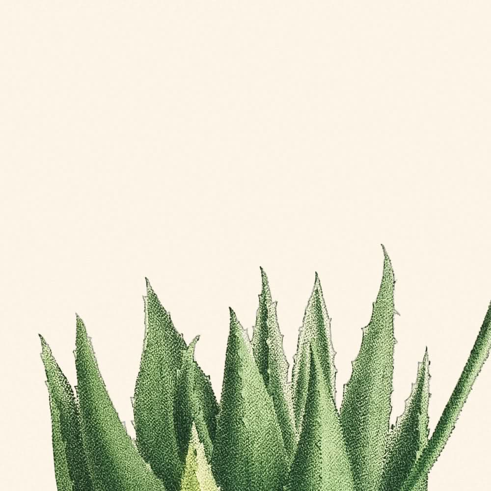 Mitra Aloe de Pierre-Joseph Redouté, 1802