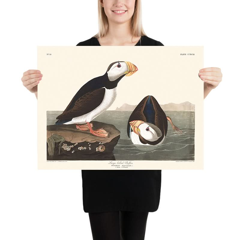 Large Billed Puffin by John James Audubon, 1827