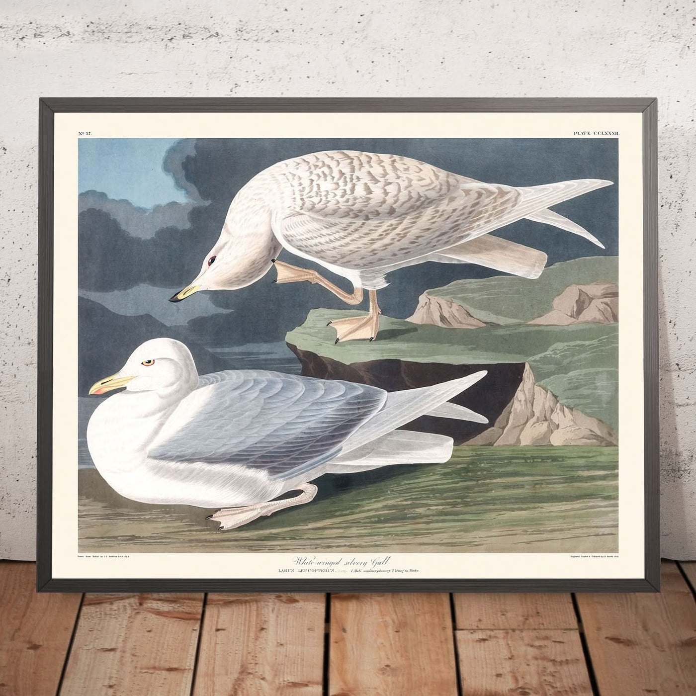 White-winged Silvery Gull by John James Audubon, 1827