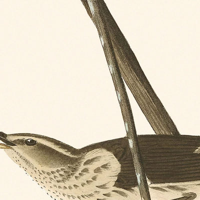 Louisiana Water Thrush by John James Audubon, 1827