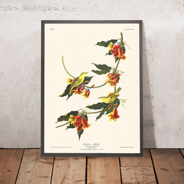 Rathbone Warbler di John James Audubon 1827 