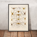 Spiders (Araneae, Plate 22) by Frederick DuCane Godman, 1879