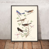 Lazuli Finch, Finch color terra, Oregon Snow Finch di John James Audubon, 1827 