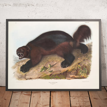 A framed image of 