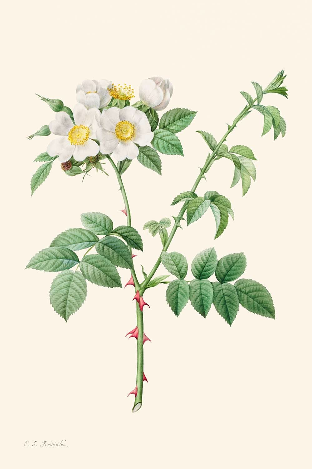 Brier Bush Rose or Dog Rose by Pierre-Joseph Redouté, 1817