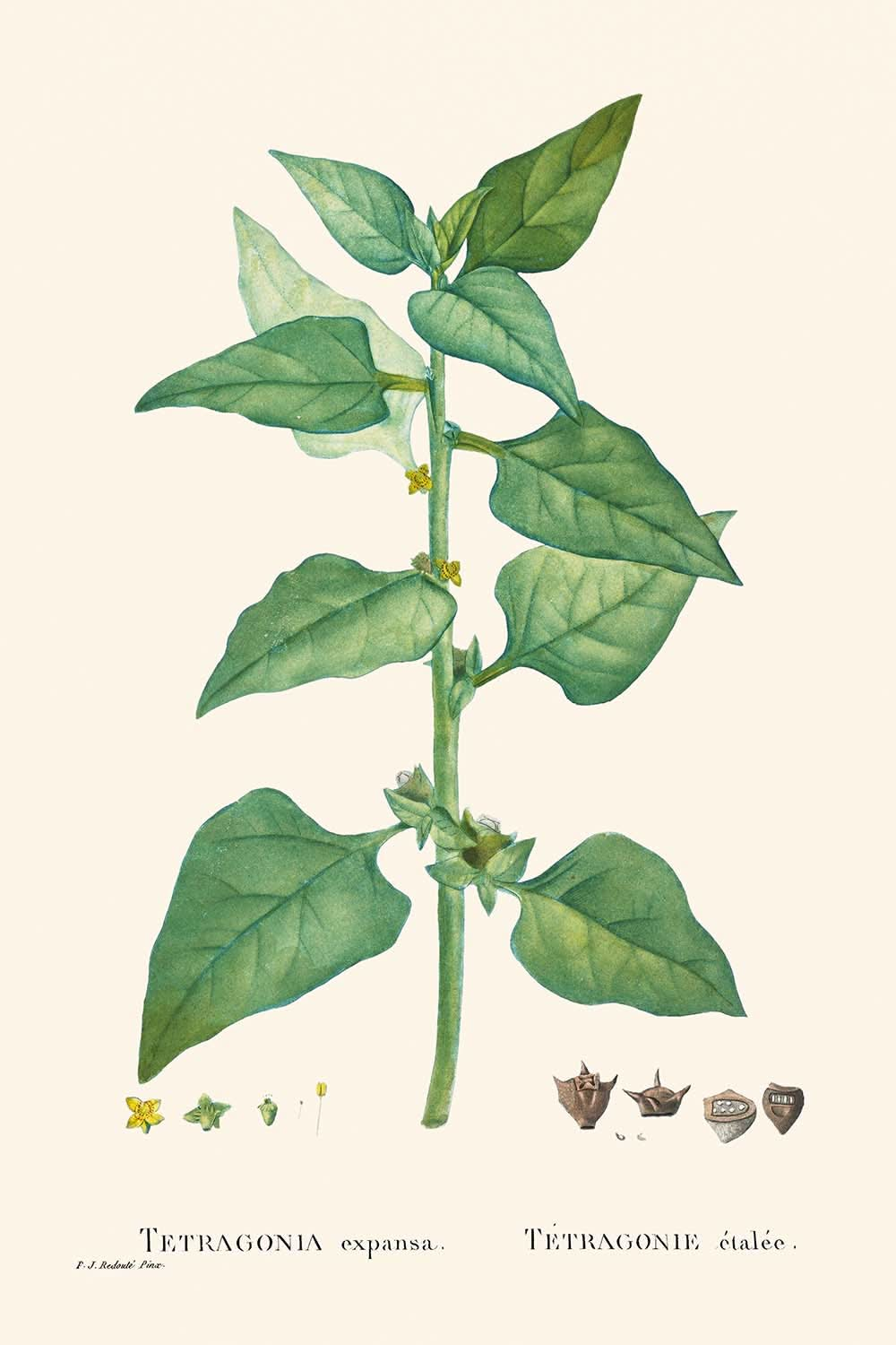 New Zealand Spinach by Pierre-Joseph Redouté, 1802