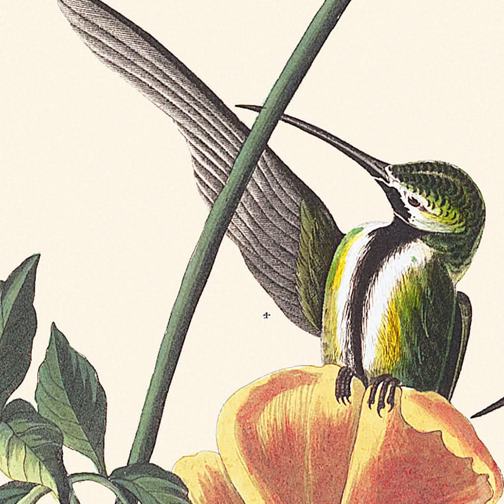 Colibrí mango, de John James Audubon, 1827