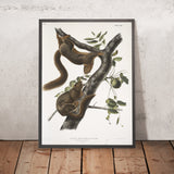 Orange-bellied Squirrel (Sciurus sub-auratus) by John Woodhouse Audubon, 1845