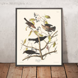 Grakle arrugginito di John James Audubon 1827 