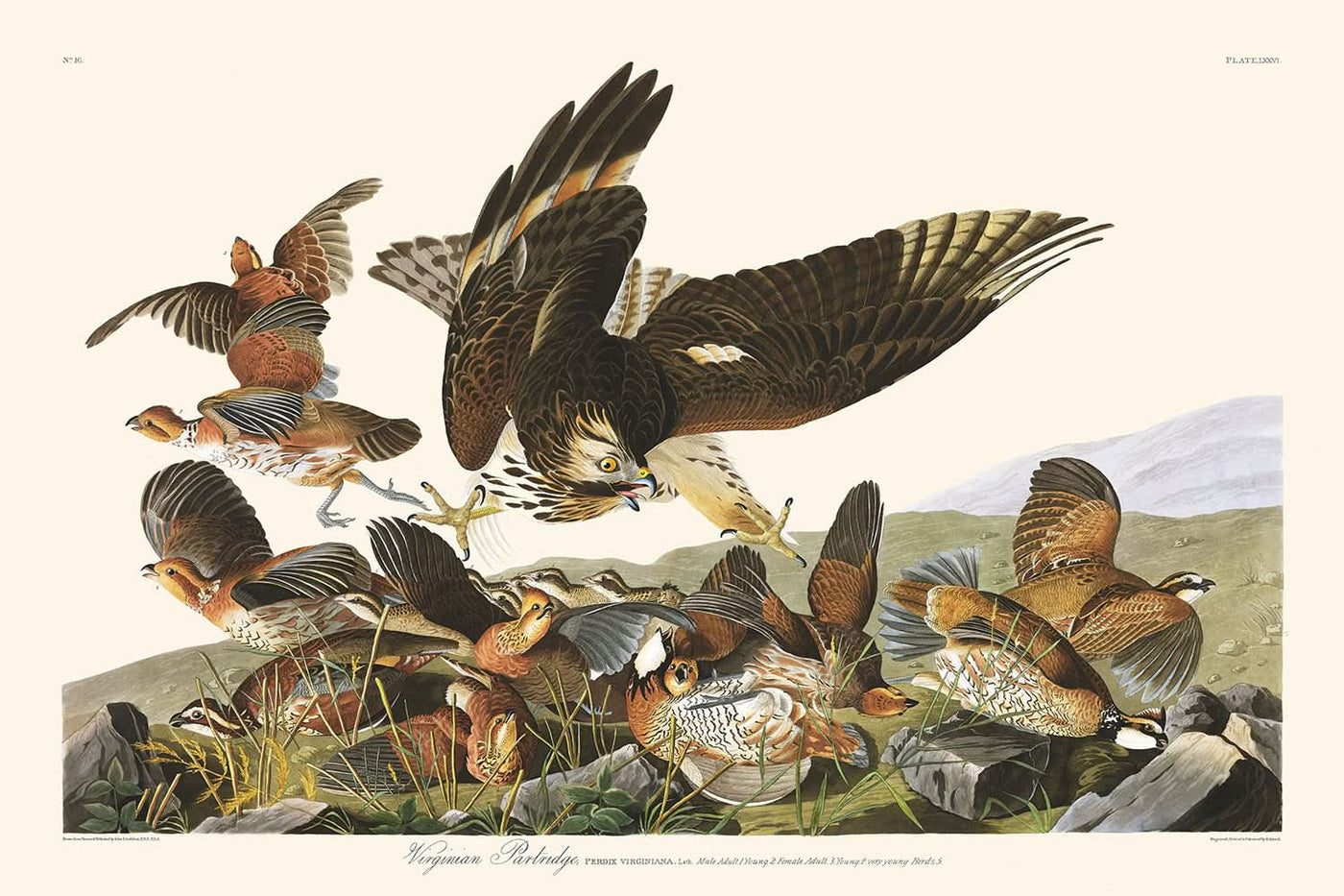 Perdrix de Virginie par John James Audubon, 1827