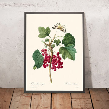 Red Currant by Pierre-Joseph Redouté, 1827