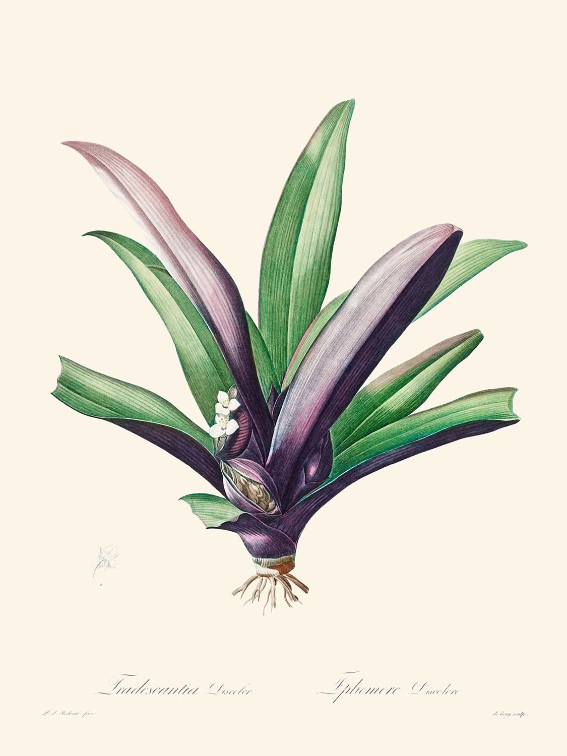 Tradescantia Discolor von Pierre-Joseph Redouté, 1802 