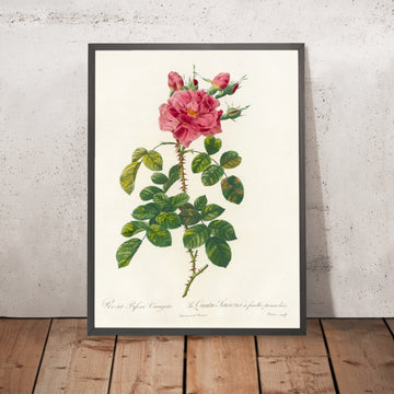 A framed image of Variegated Rose (Rosa bifera variegata) by Pierre Joseph Redouté, 1817