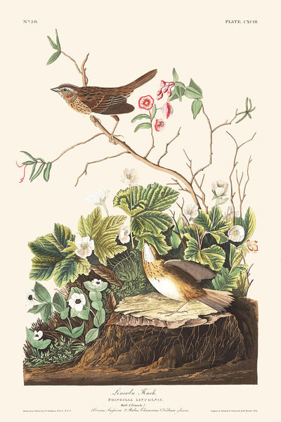 Lincoln Finch von John James Audubon, 1827