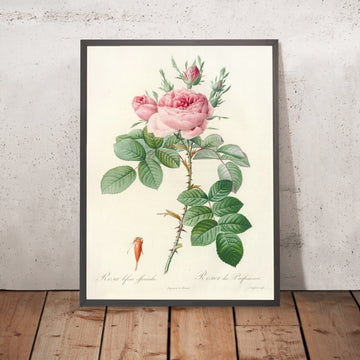 A framed image of Rosa bifera Officinalis by Pierre Joseph Redouté, 1817