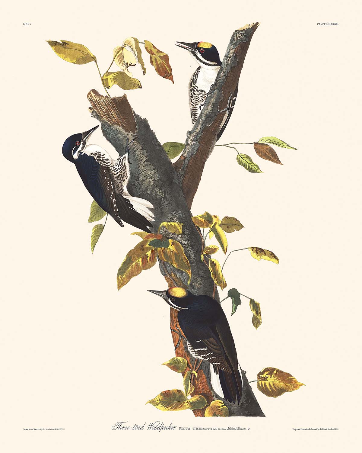 Three-toed Woodpecker by John James Audubon, 1827