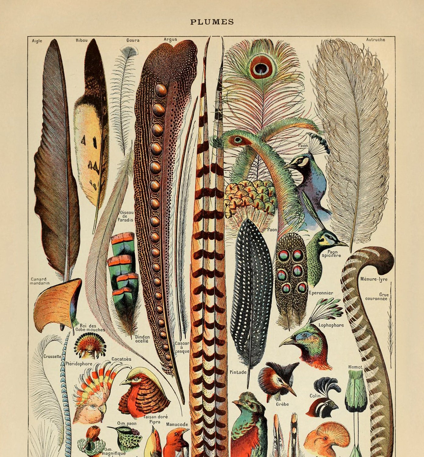 Feathers by Adolphe Millot, 1890