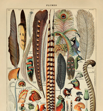 Feathers by Adolphe Millot, 1890