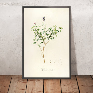 A framed image of Rare Plants of Malmaison and Navarre (Plate 58) by Pierre Joseph Redouté, 1813
