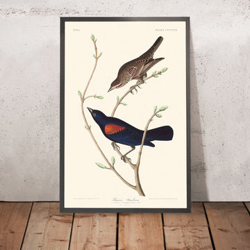 Prairie Starling by John James Audubon, 1827