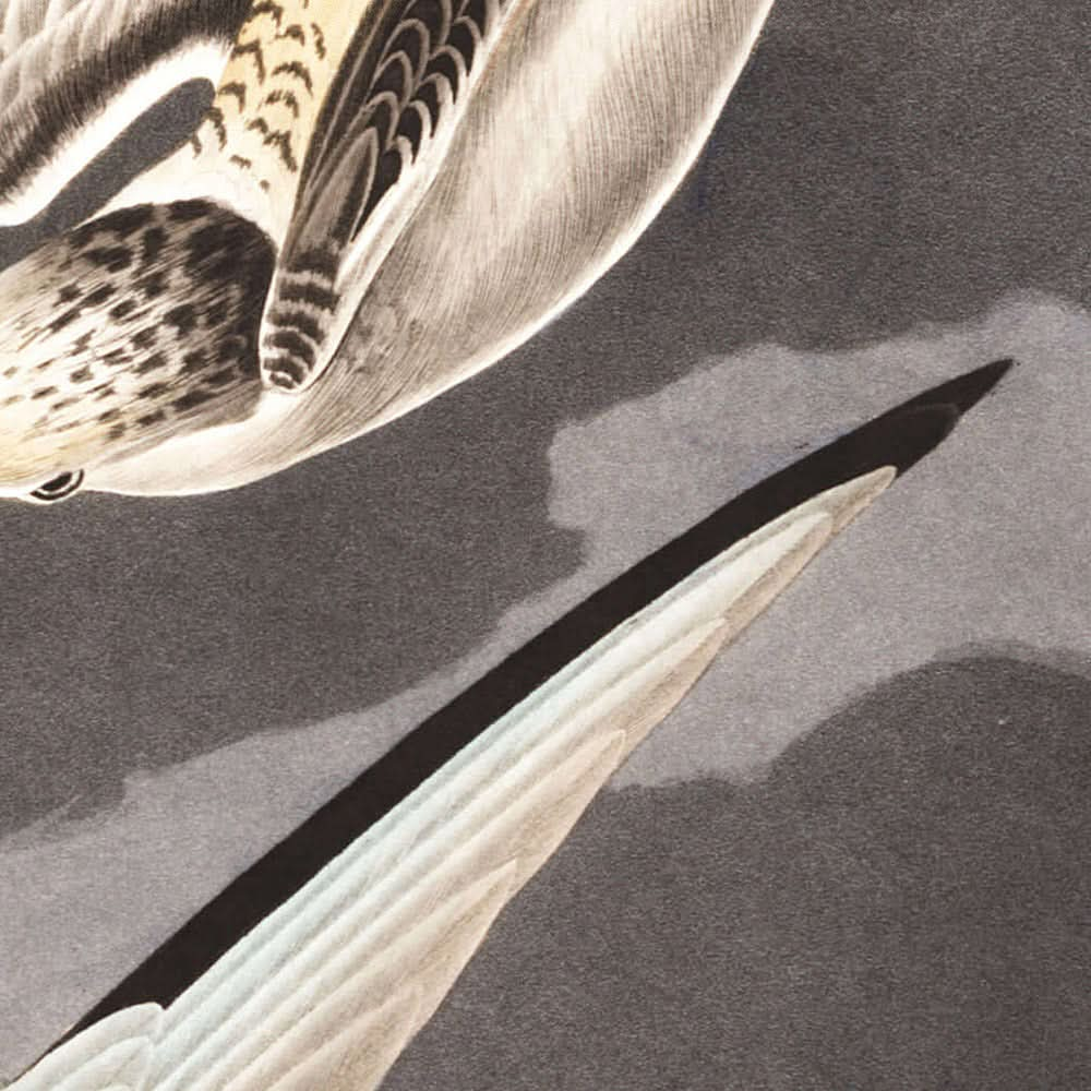 Zwergseeschwalbe von John James Audubon, 1827