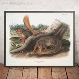 Say's Squirrel (Sciurus sayi) by John Woodhouse Audubon, 1845