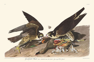 Great-footed Hawk by John James Audubon, 1827