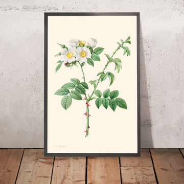 Briarbuschrose oder Hundsrose von Pierre-Joseph Redouté, 1817 