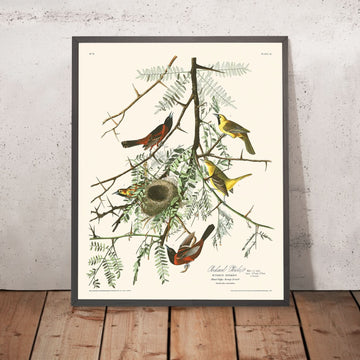 Orchard Oriole by John James Audubon, 1827