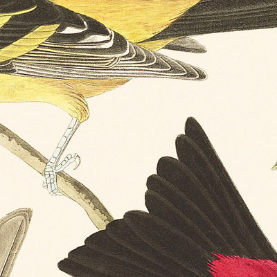 Tangara de Luisiana y Tangara Escarlata por John James Audubon, 1827