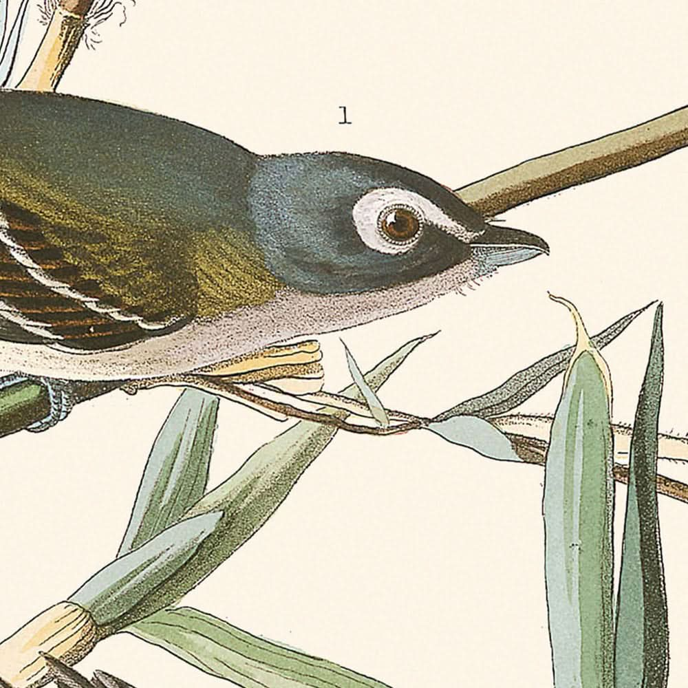 Vireo Solitarius by John James Audubon, 1827