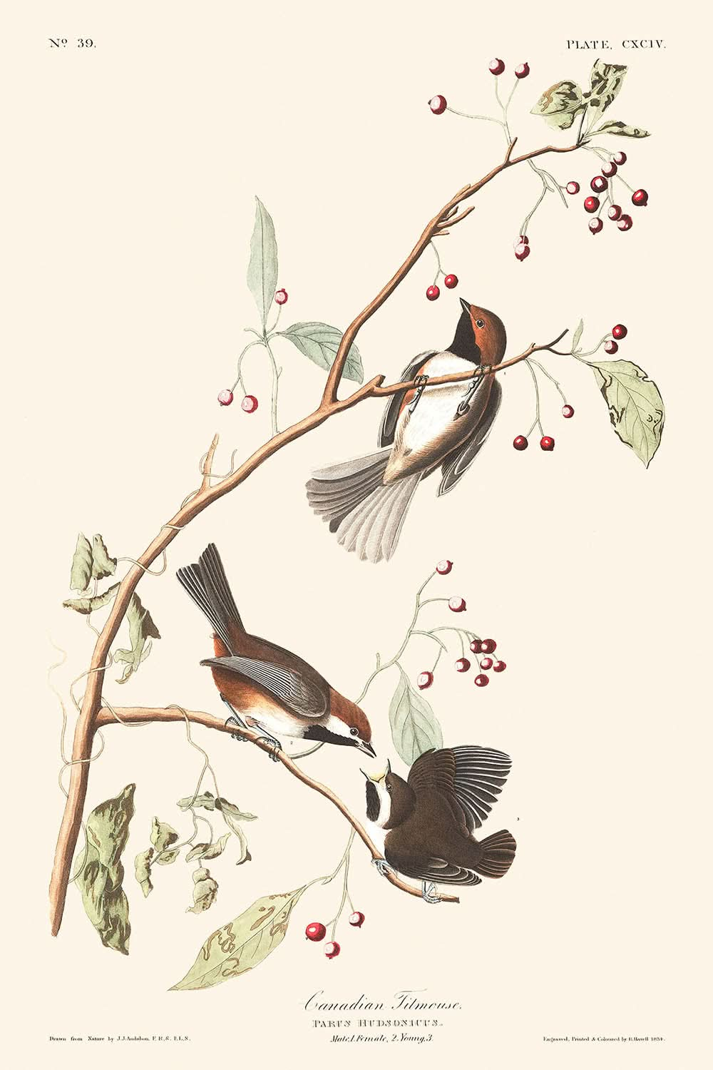 Carbonero canadiense, de John James Audubon, 1827