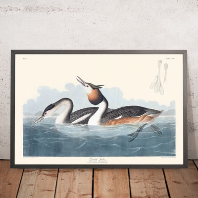 Crested Grebe by John James Audubon, 1827