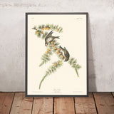 Kiefernzeisig von John James Audubon 1827 