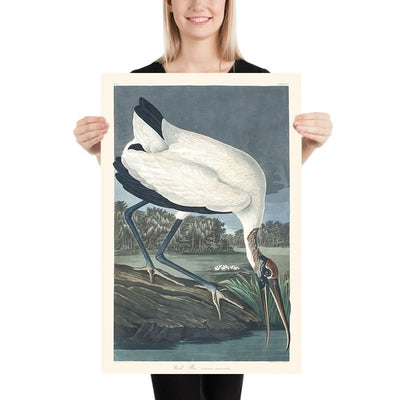 Ibis des bois par John James Audubon, 1827