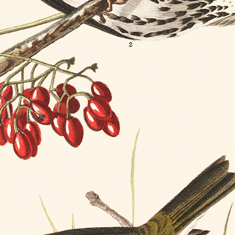 Goldkronendrossel von John James Audubon, 1827